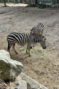 Riverbanks Zoo Travel Guide - What to See & Do « Running in a Skirt