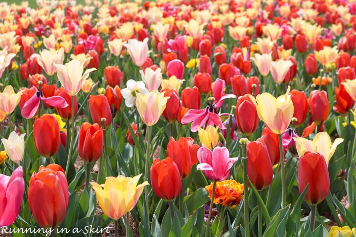 Biltmore Blooms Tulips