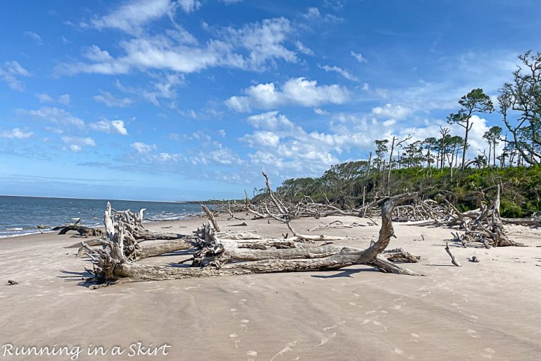 Boneyard Beach Florida Big Talbot Island State Park « Running in a Skirt