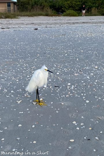 Top Things To Do On Sanibel Island With Kids « Running In A Skirt