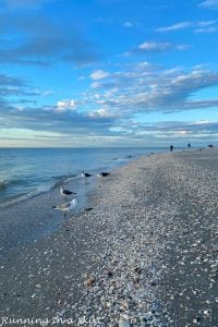 Sanibel Island Shells & Shelling Guide « Running In A Skirt