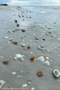 Sanibel Island Shells & Shelling Guide « Running In A Skirt