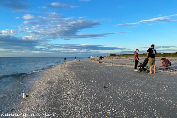 Sanibel Island Shells & Shelling Guide « Running In A Skirt