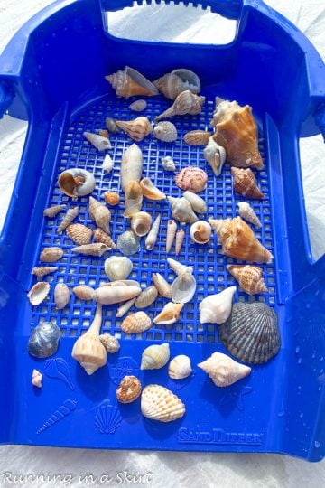 Sanibel Island Shells & Shelling Guide « Running In A Skirt