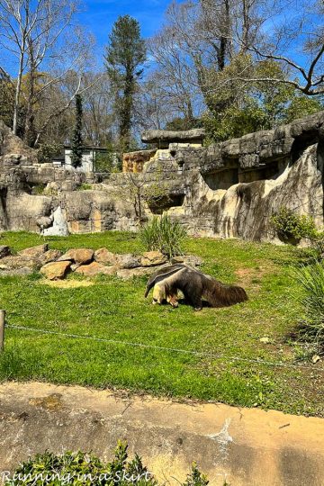 Greenville SC Zoo Visitor's Guide « Running in a Skirt