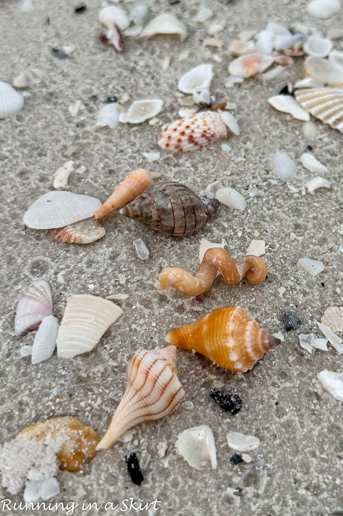 Marco Island Shelling Guide: Tips & Tricks To Find The Best Ones 